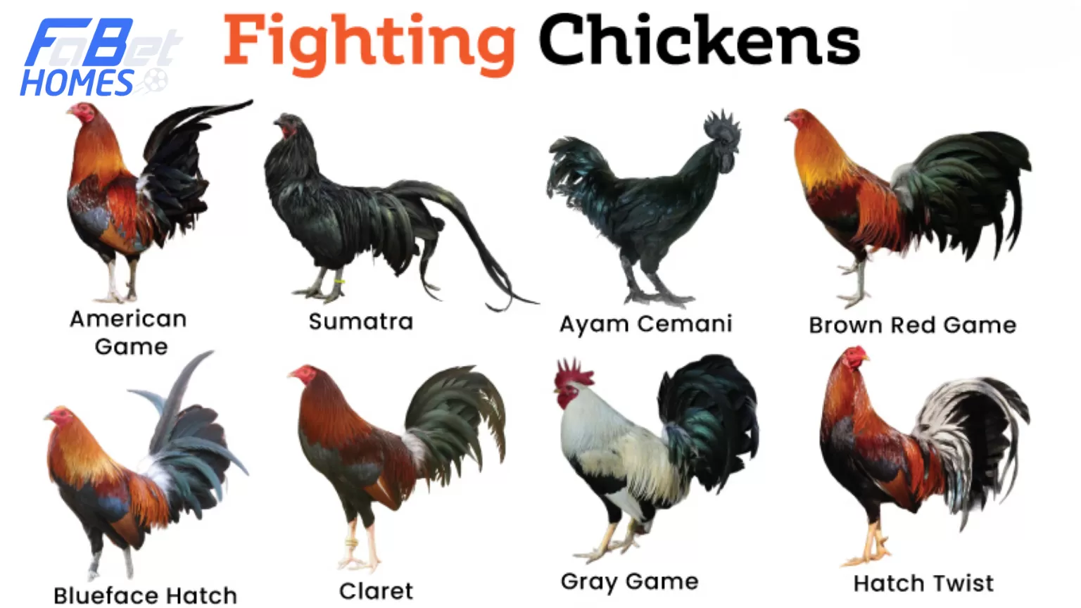 Danh sách các loại gà chọi khác tại Mỹ