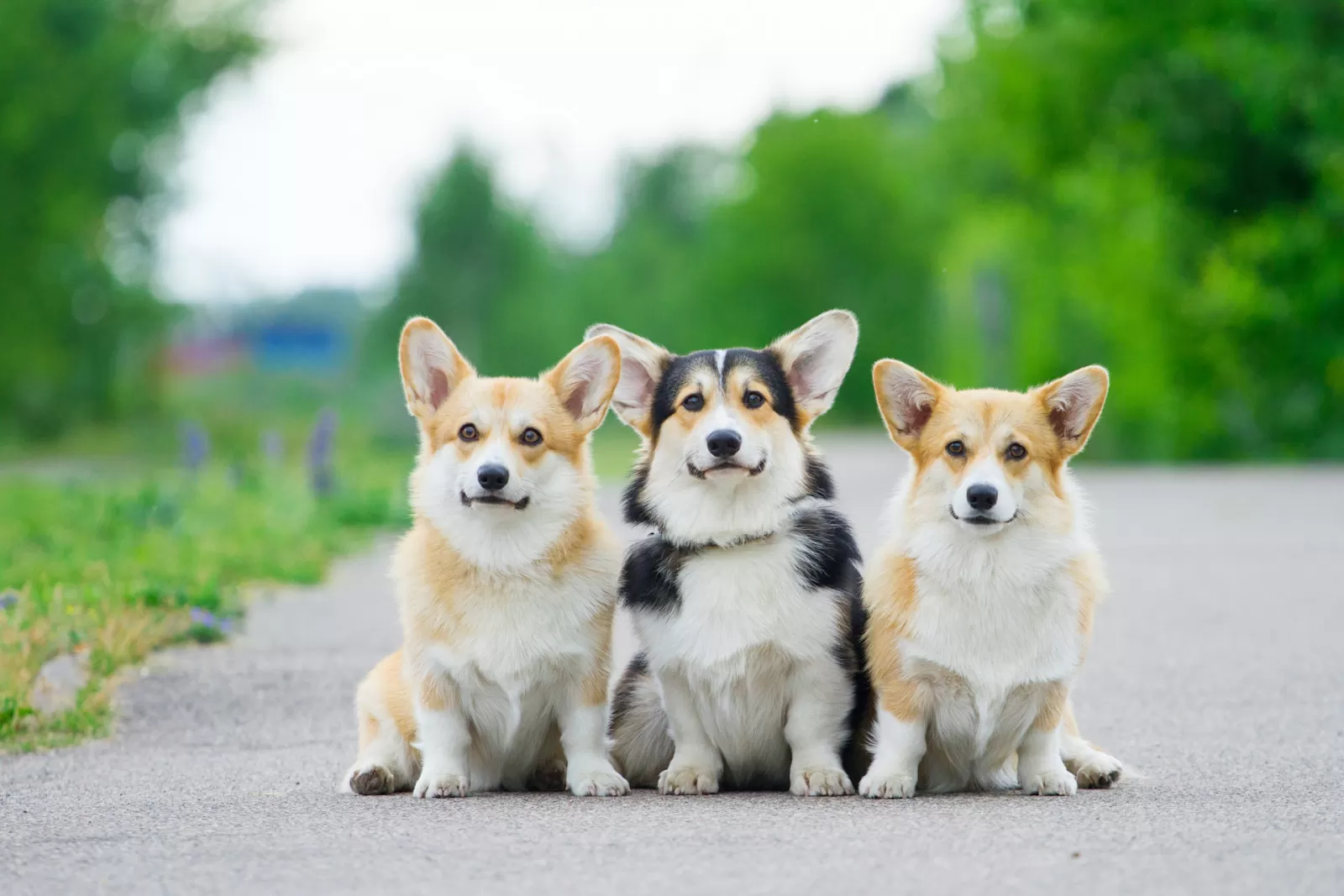Nằm mơ thấy 3 con chó có thể biểu trưng cho sự ổn định, sự an toàn hoặc sự bảo vệ trong cuộc sống của bạn